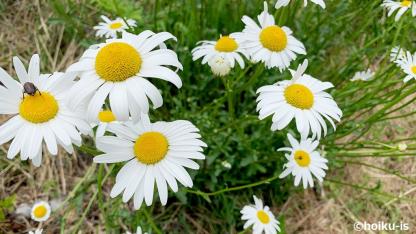 竜星君が翔太君を叩くワケ＜前編＞保育者は探偵になり「原因」を探り「解決」へ導く