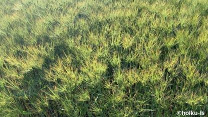 竜星君が翔太君を叩くワケ＜後編＞保育者は探偵になり「原因」を探り「解決」へ導く