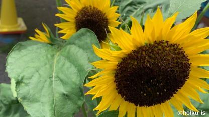 『食べ物のお皿を払い落とす子』へのアプローチ【保育者の関わり講座】