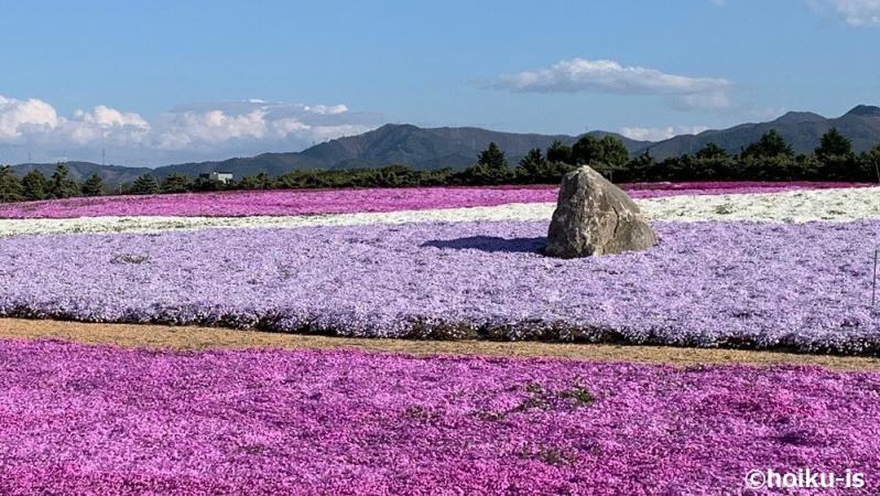 花畑の景色