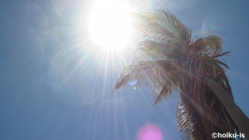 ヤシの木にそそぐ太陽の光