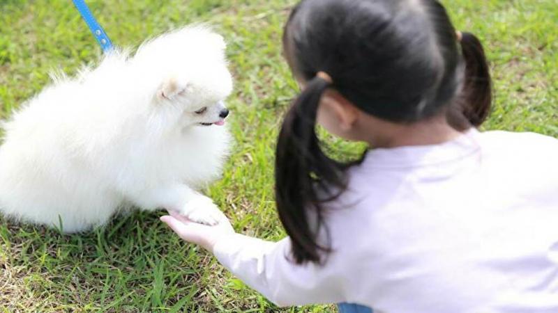 白い犬と女の子