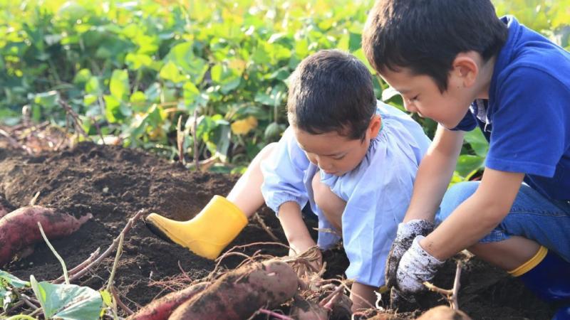 子どもにとっても実りが多い 芋掘り遠足の準備と楽しみ方 保育士 幼稚園教諭のための情報メディア ほいくis ほいくいず