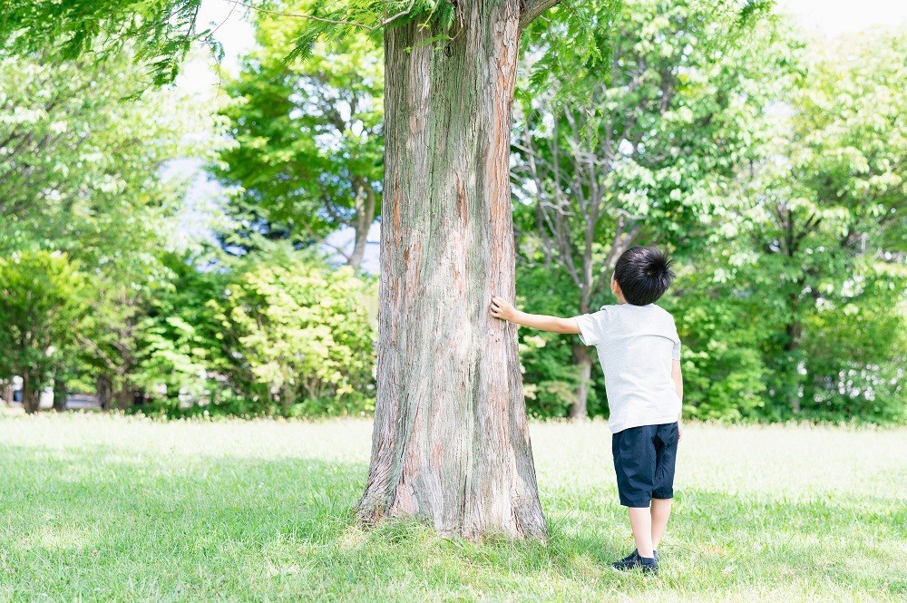 木を見上げる男の子