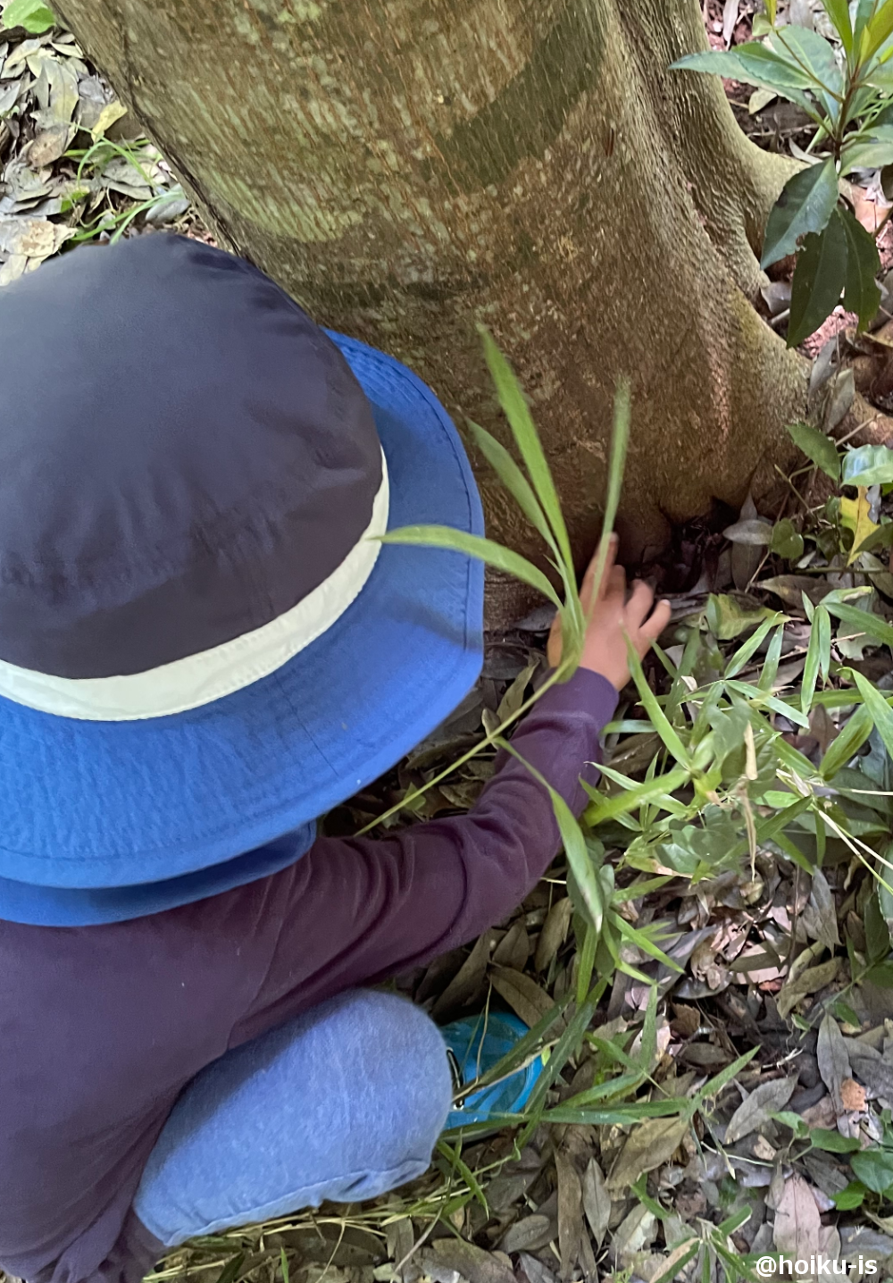 森で虫を捕まえようとする子ども