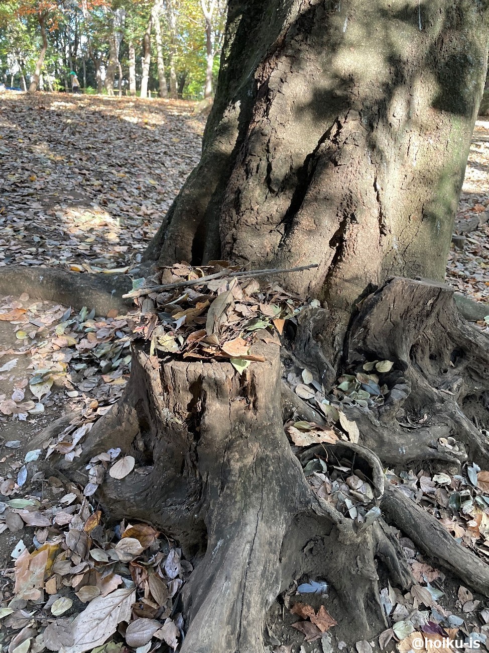 公園での探索で見つけた木の幹