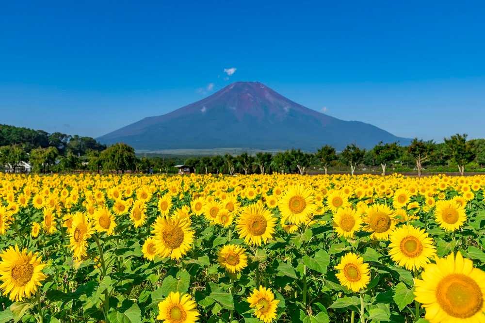 山とひまわりの画像