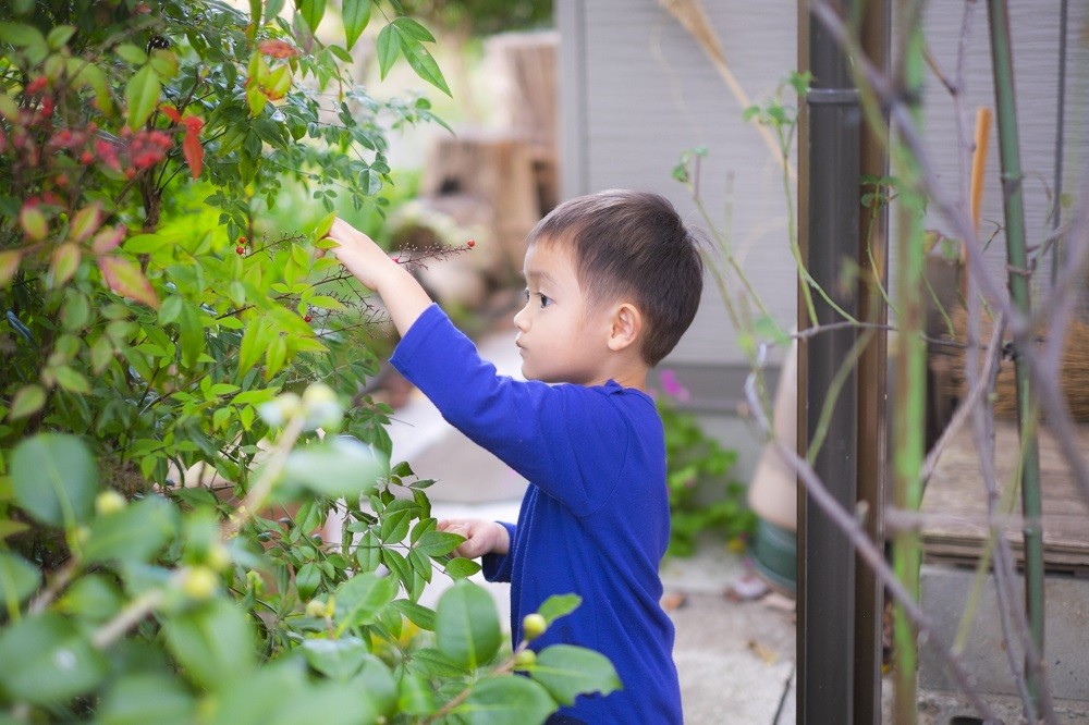 道端の植物を触っている男の子