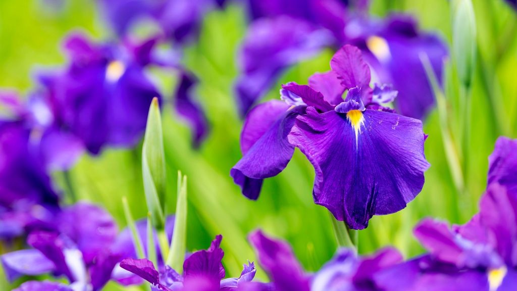 菖蒲の花