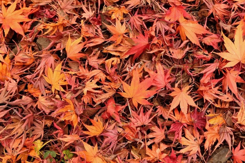 地面一杯に敷き詰められた紅葉の葉っぱ