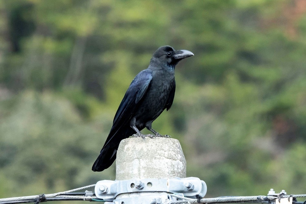 電柱の上にとまっているハシブトガラス