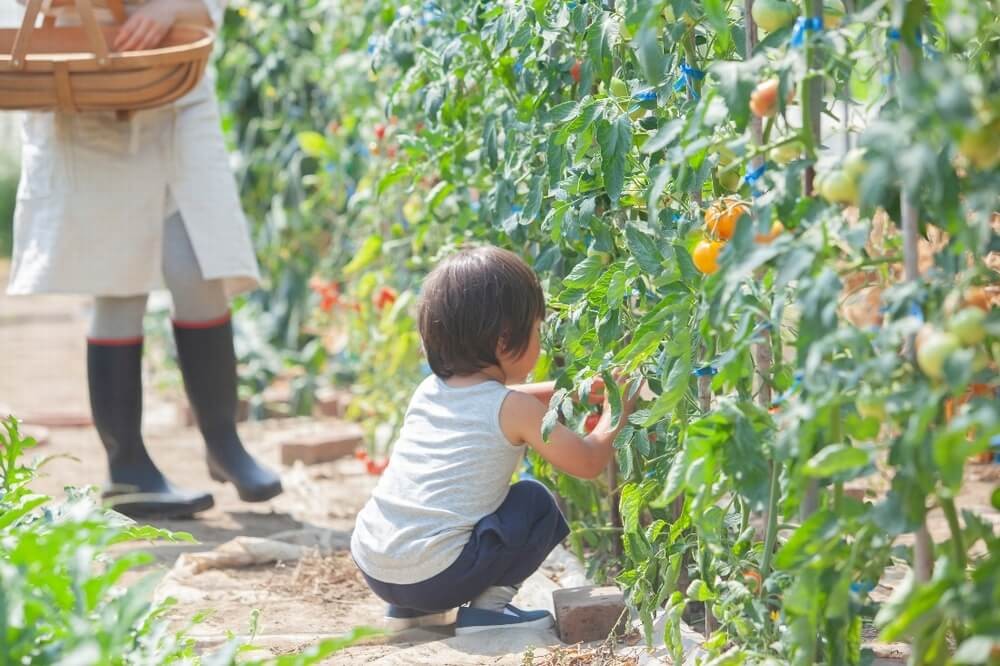 トマトを収穫する子ども