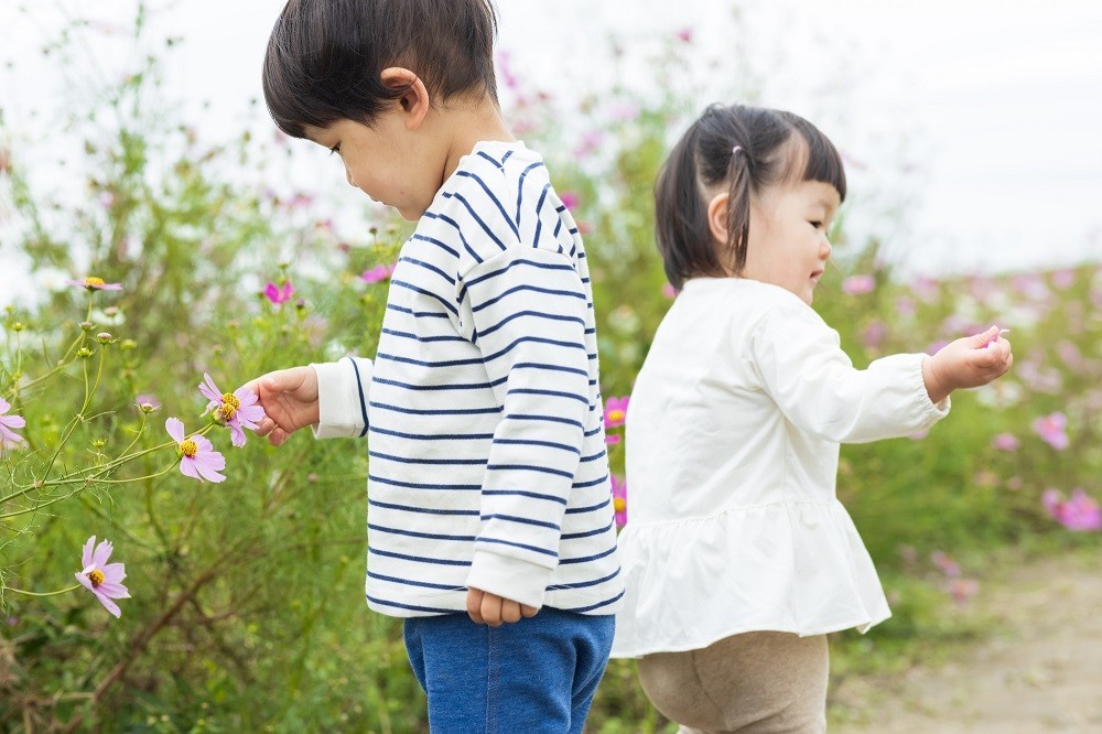 コスモス畑の中で花を観察する男の子と女の子