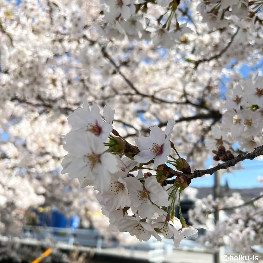 桜の花