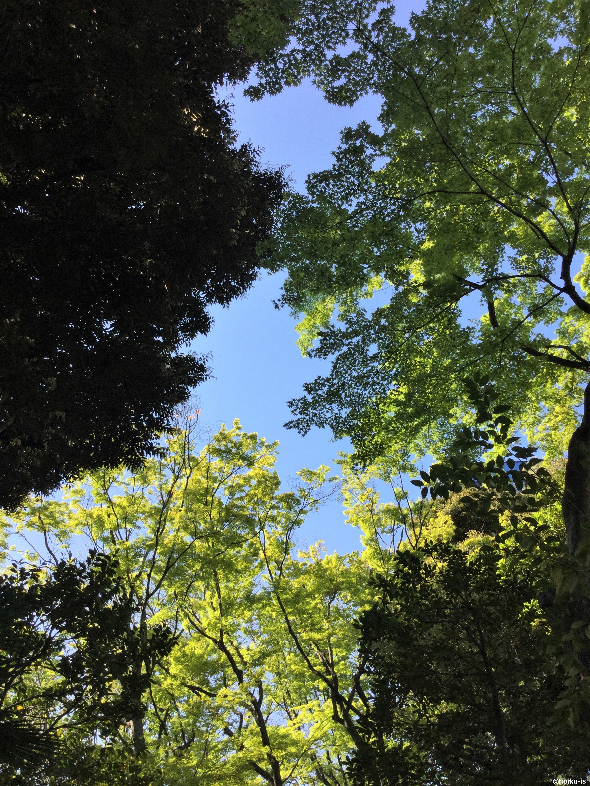 青空と自然