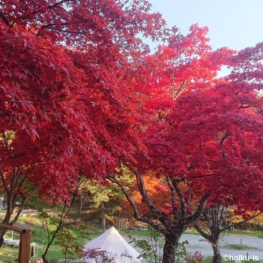 紅葉した紅葉