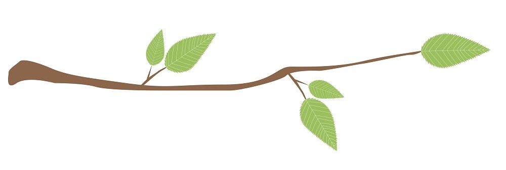 木の枝のイラスト