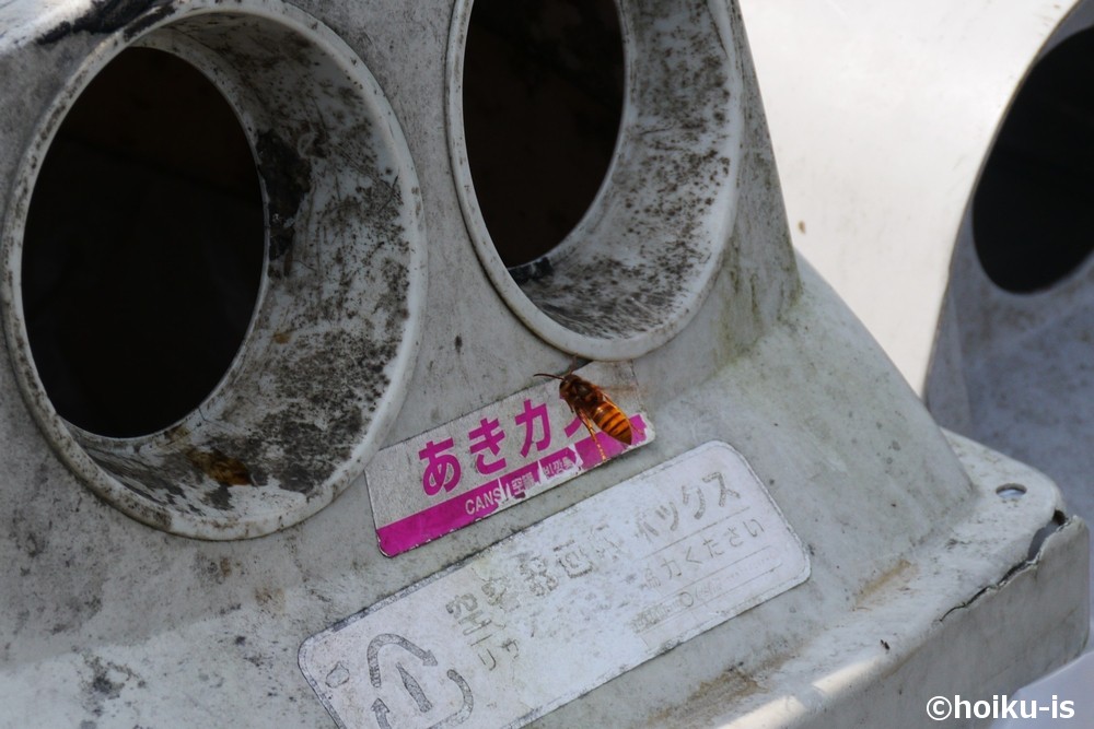 空き缶に残されたジュースを求めてやってきたキイロスズメバチ