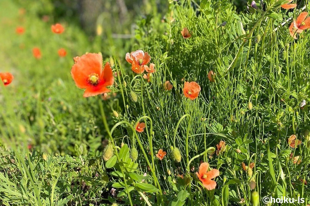 ヒナゲシの花