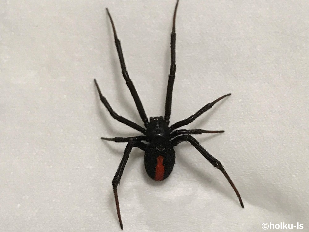 セアカゴケグモ
