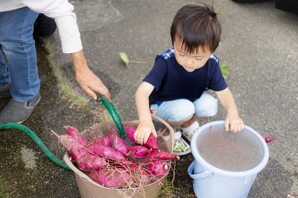 バケツに入ったさつまいもを洗おうとする男の子