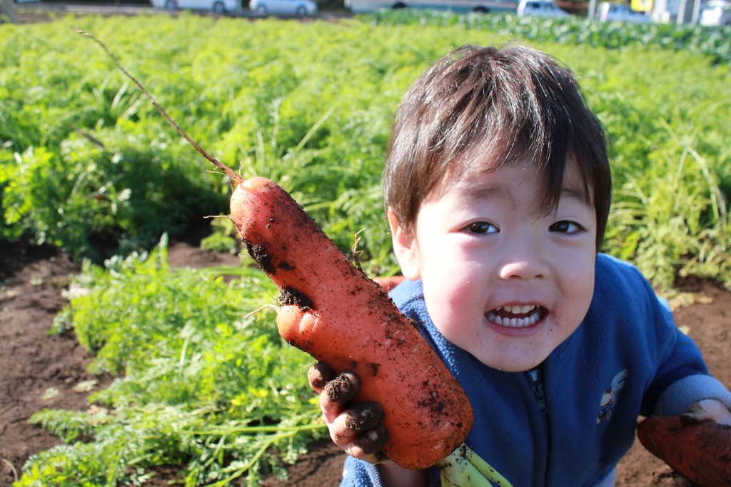 ニンジンの収穫