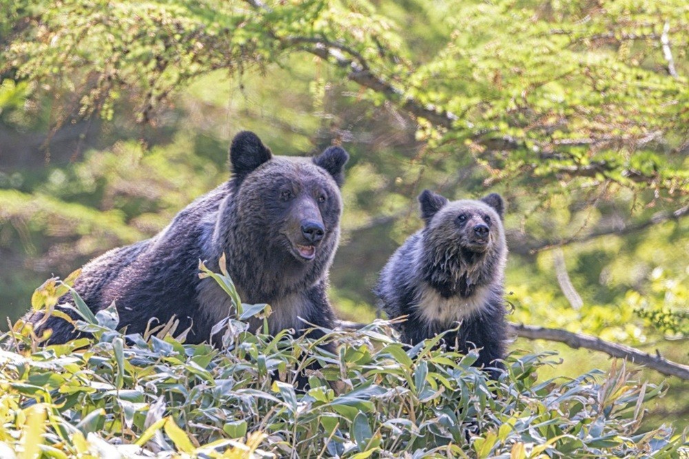 クマの親子