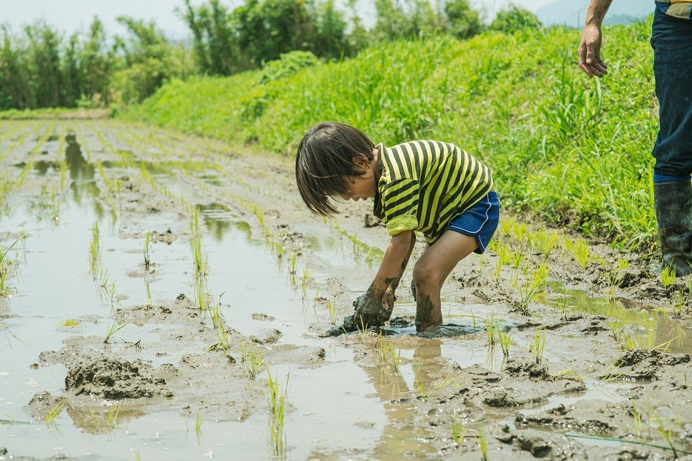 田植えをする子ども