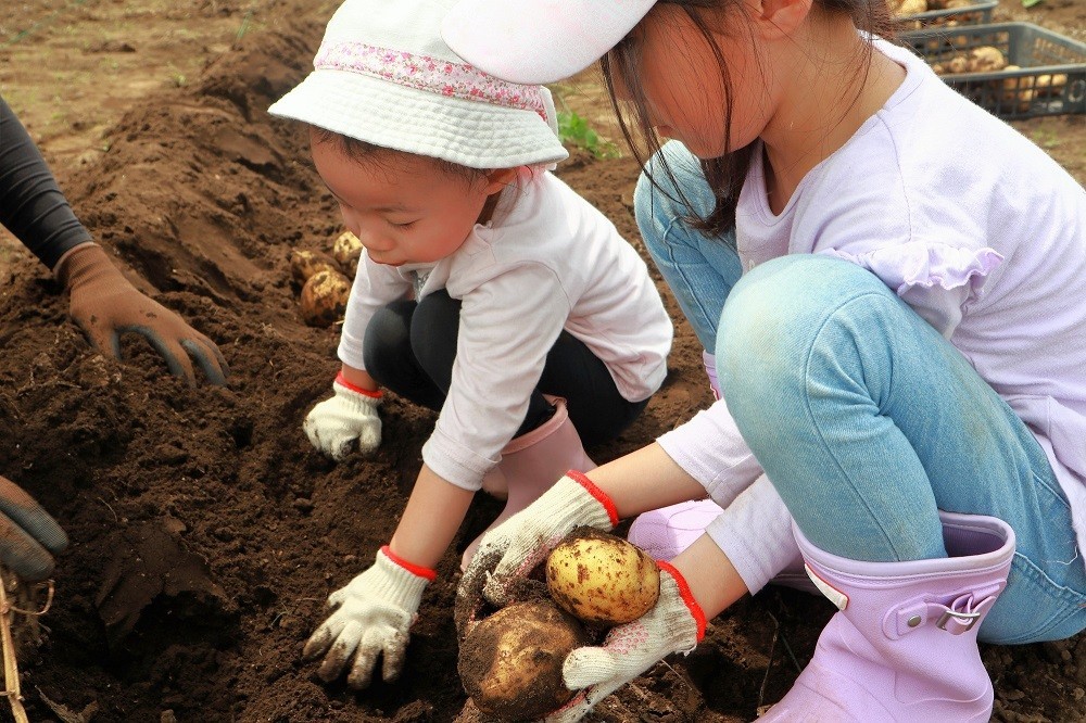 芋掘り遠足でじゃがいもを収穫する子どもたち