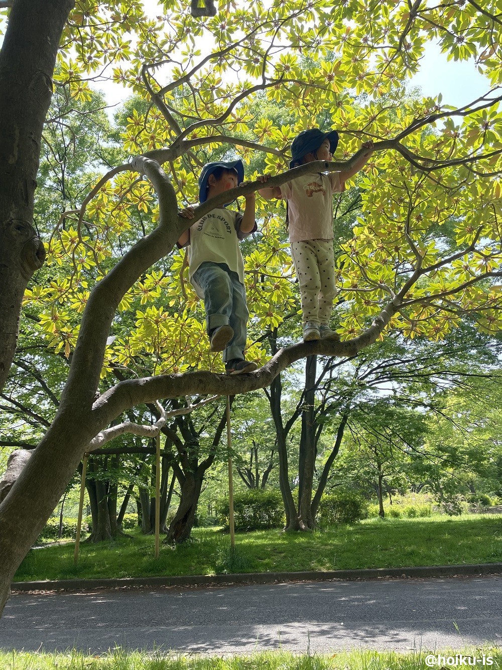 木に登る子どもたち