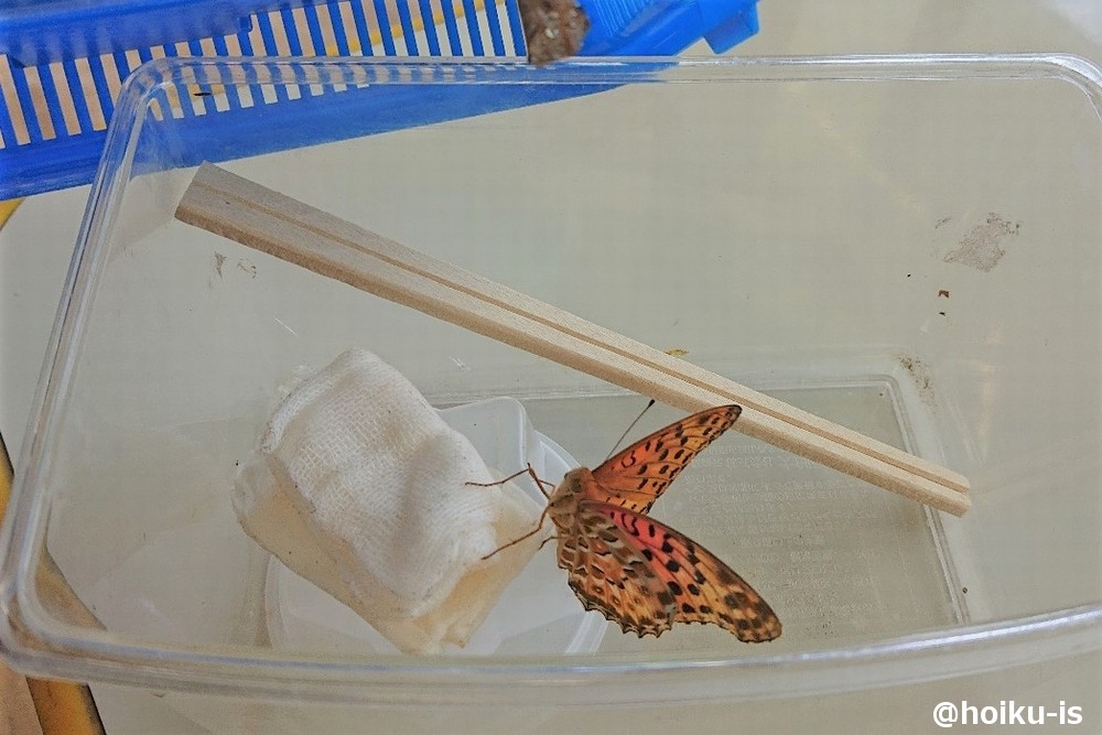 虫籠の中のチョウ