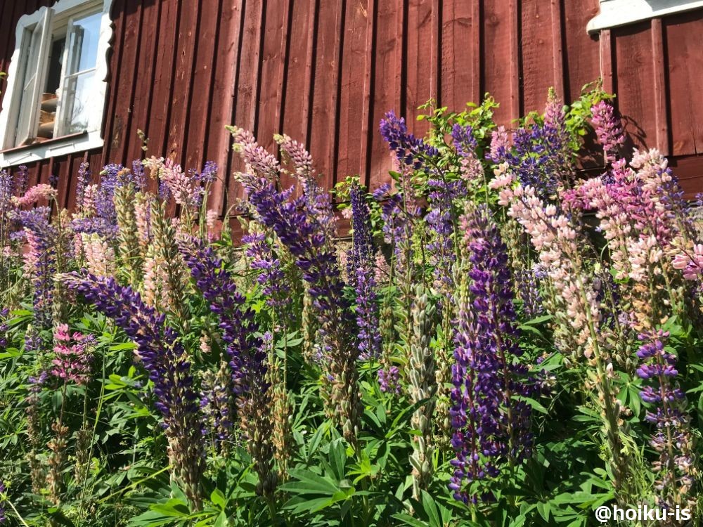 スウェーデンの花