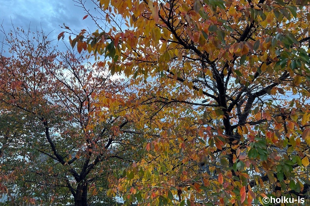 紅葉した木々