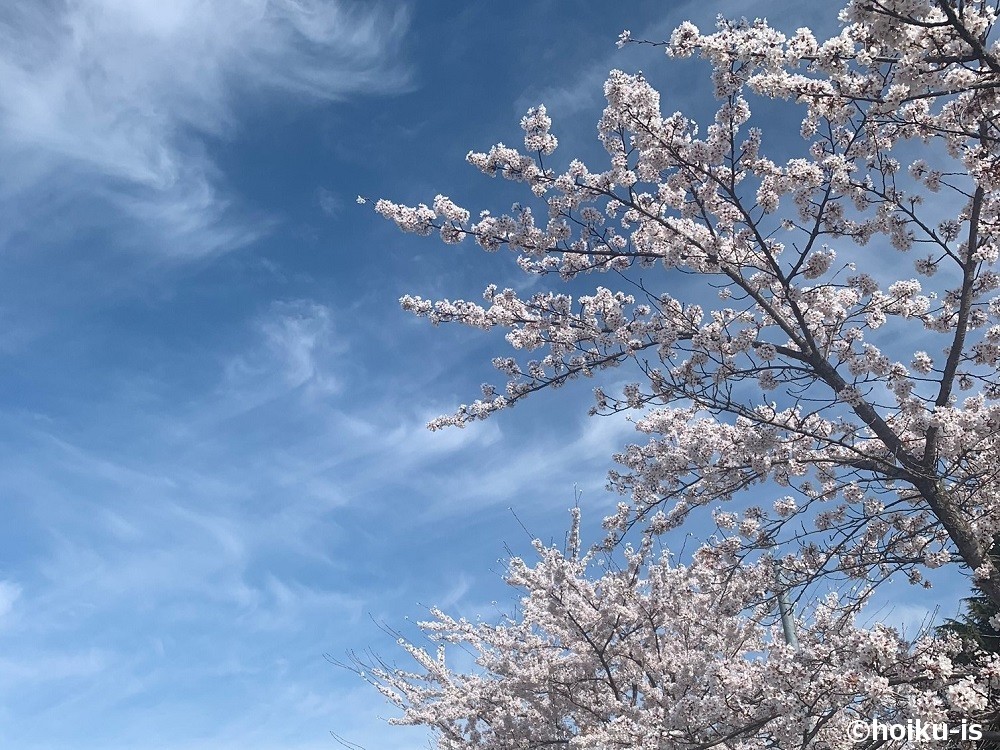桜と空の景色