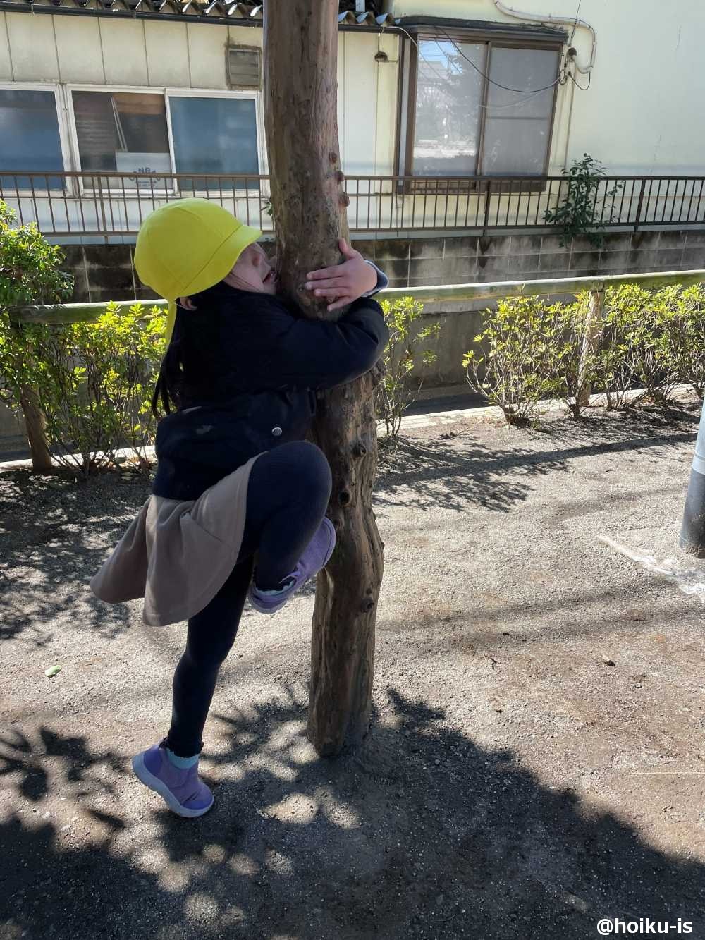 木登りに挑戦する園児