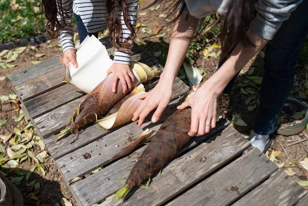 タケノコの皮むきをしている親子