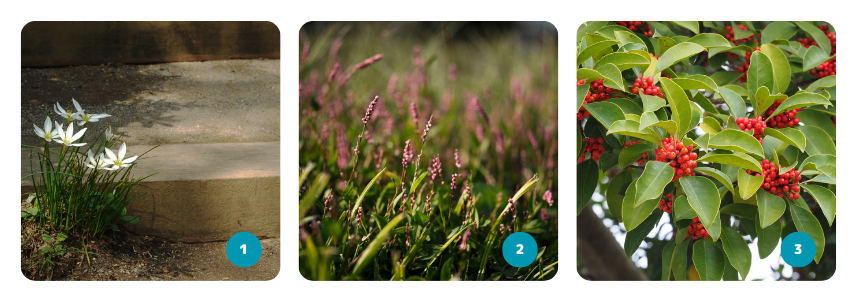 道端で見かける植物