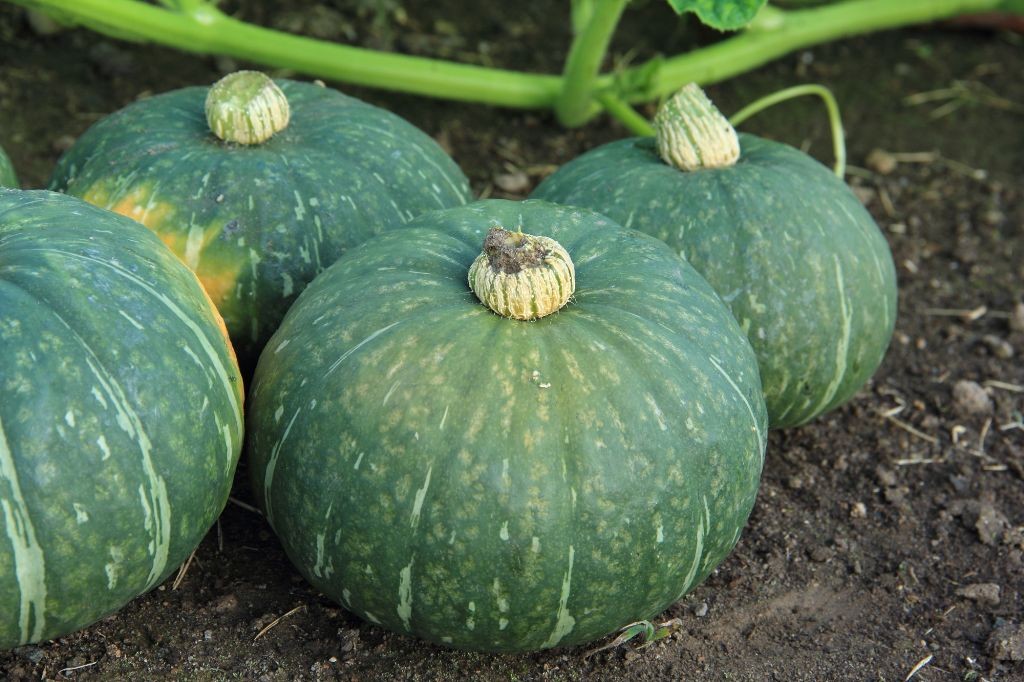 かぼちゃをテーマにした造形