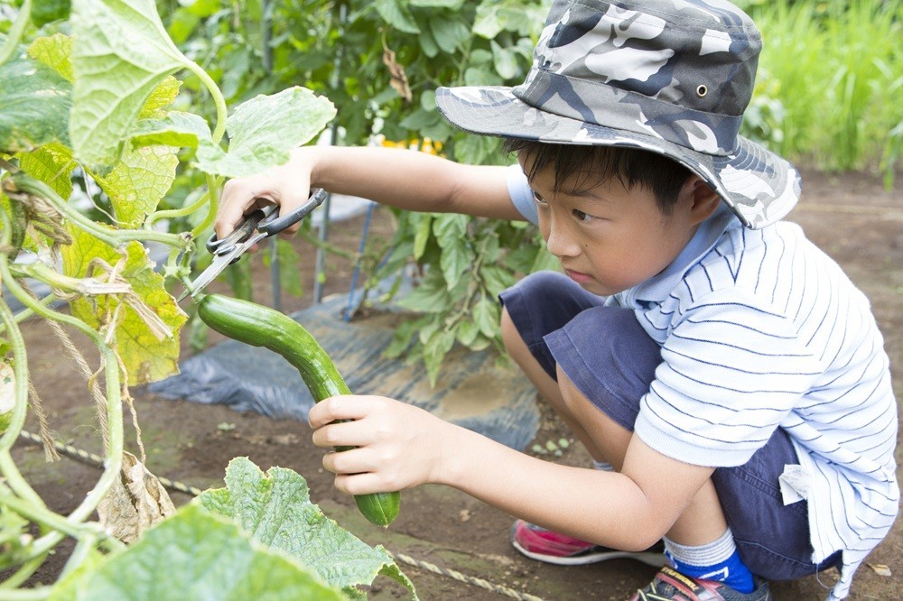 栽培した野菜を収穫する園児