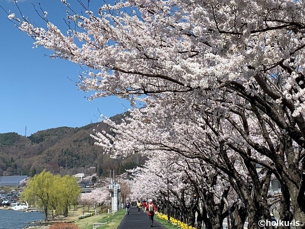 桜並木の景色