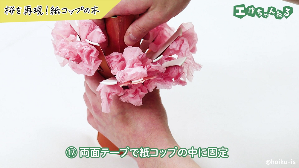 トイレットペーパーの芯を桜の木の中心に固定している