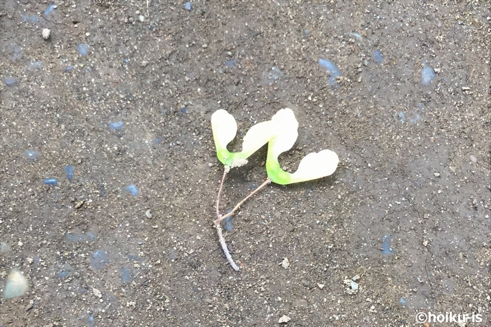 植物