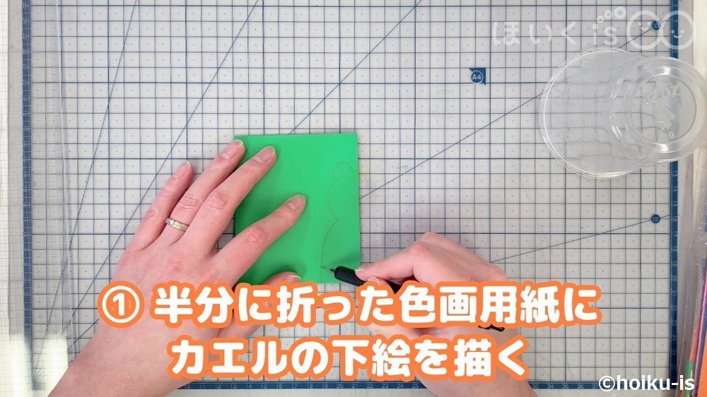 半分に折った色画用紙にカエルの下絵を描く