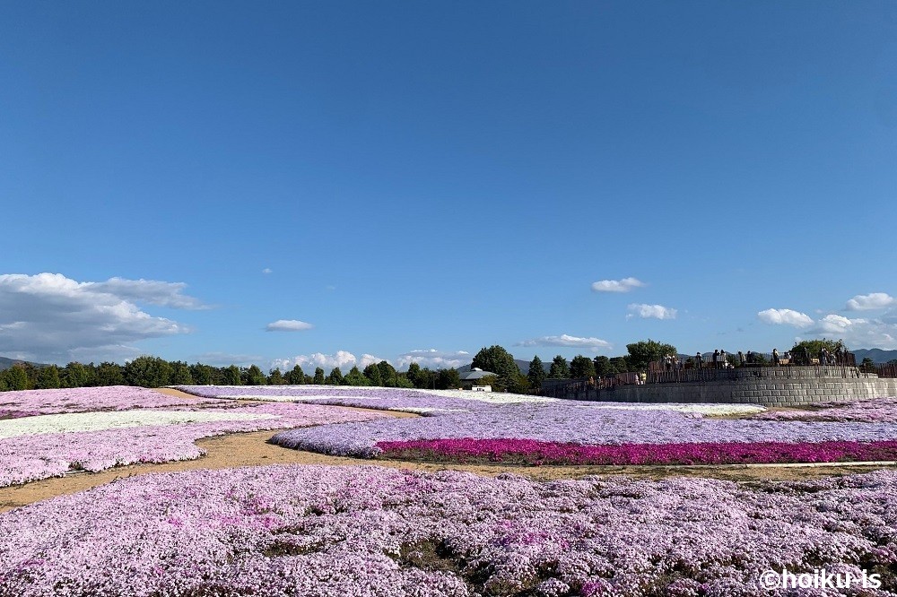 花畑の景色