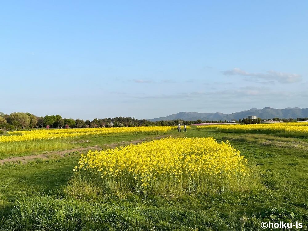 菜の花畑