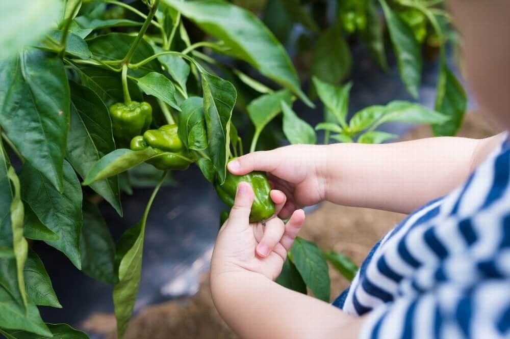 保育園の栽培活動におすすめの野菜3選 簡単に収穫できるものは 保育士 幼稚園教諭のための情報メディア ほいくis ほいくいず