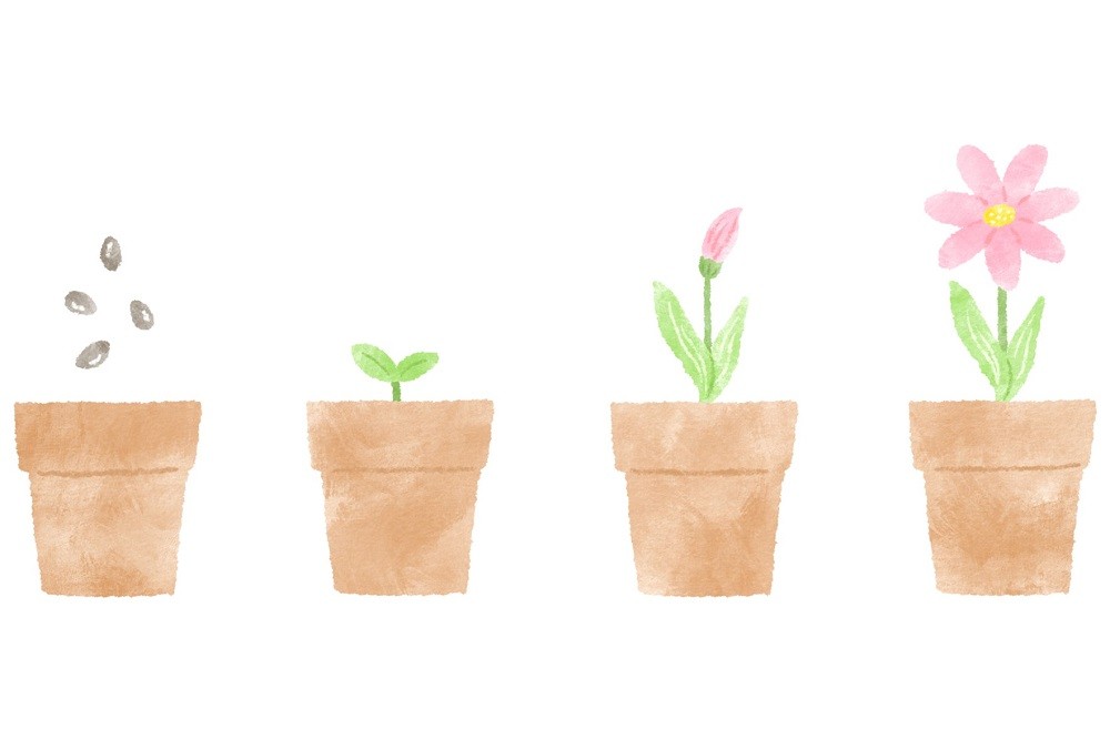 鉢植えの花が成長していく段階を描いたイラスト