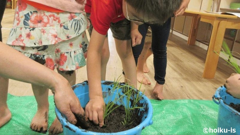 バケツに稲を植え付ける子どもたち