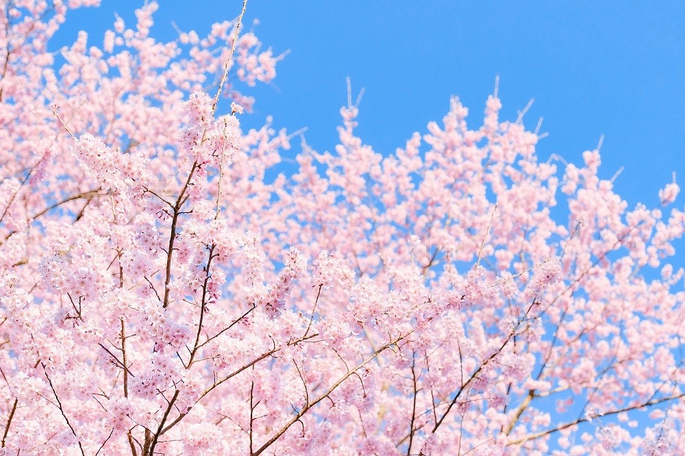 桜の木