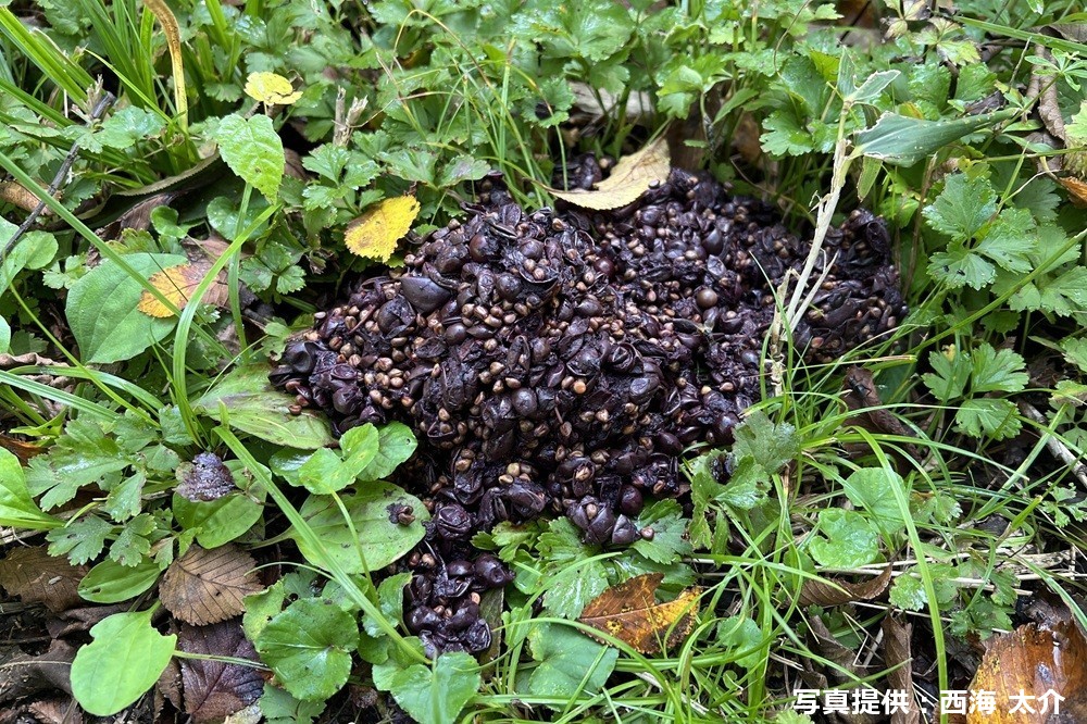 ヤマブドウを食べたクマのフン